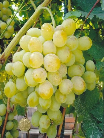 Саженцы винограда "Восторг", Институт Таирово