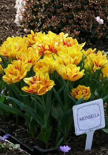Тюльпан махровый Monsella (10256) - Фото 3