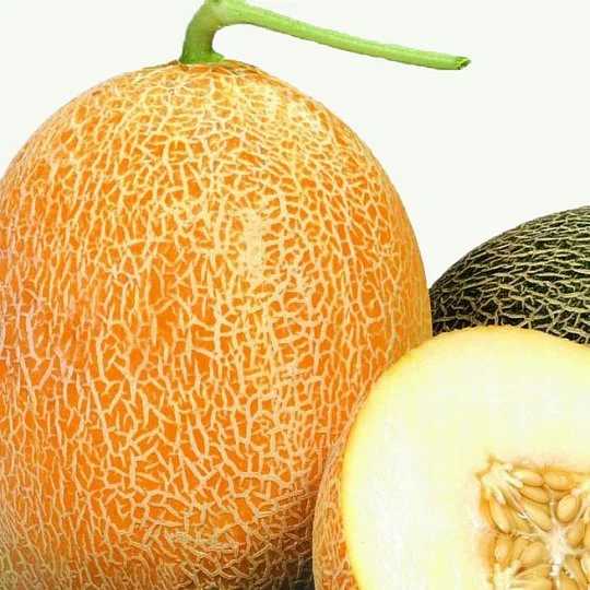 Дыня Карамель весовая ранняя