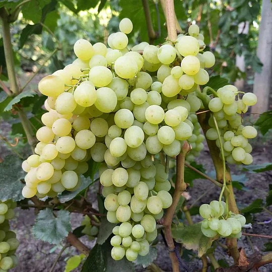 Саженцы винограда Цитронный кишмиш