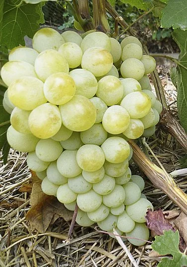 Саженцы винограда "Антоний Великий"