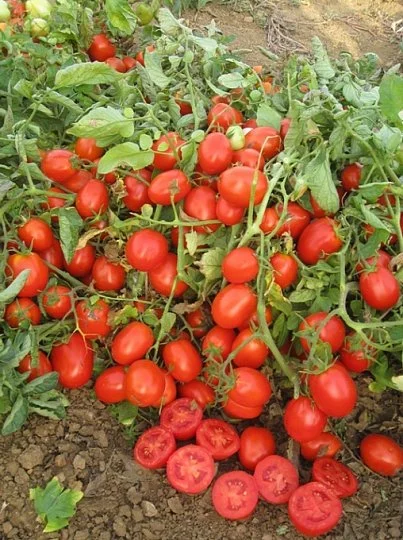 Томат Уно Россо F1 10000 насінин для переробки кущовий середньоранній, Unigen Seeds