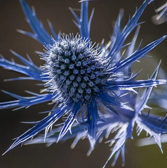 Синеголовник альпийский Синее сияние 50 семян
