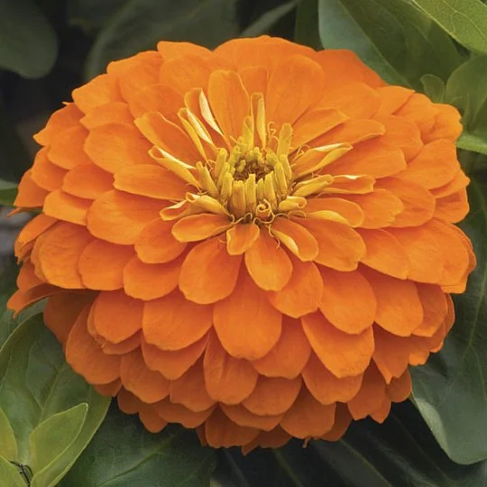 Цинния элегантная Магеллан F1 100 семян оранжевая, Syngenta Flowers