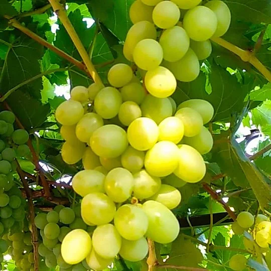 Саженцы винограда Альбина