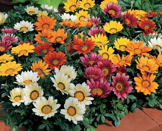 Газания Кисс F1 1000 семян жестколистная смесь, Syngenta Flowers