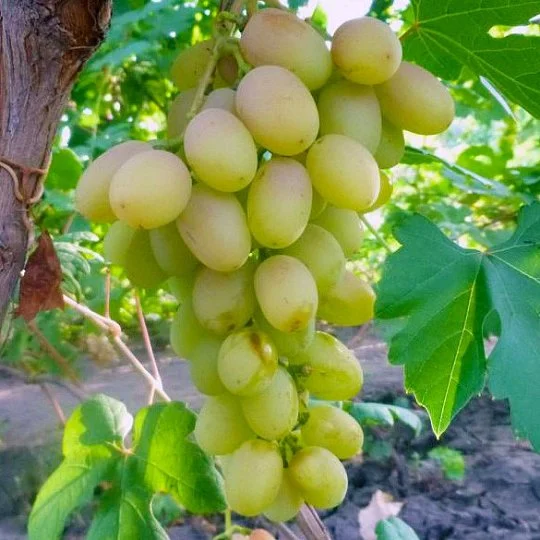 Саженец винограда Сицилия