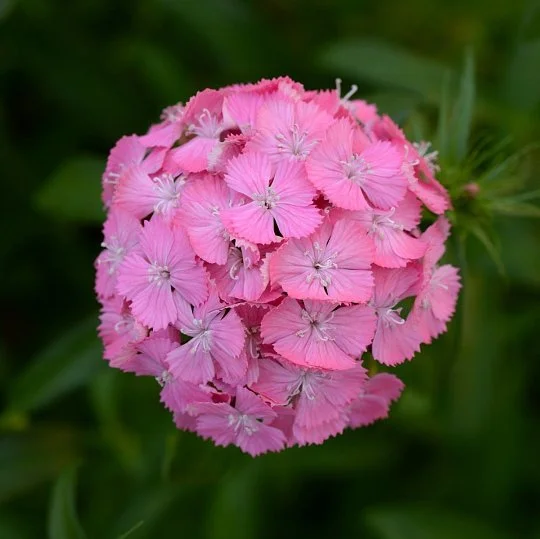 Гвоздика турецкая Свит F1 дип пинк 100 семян, Pan American flowers