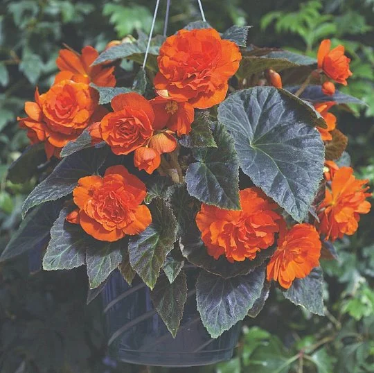 Бігонія бульбова Гоу-Гоу F1 100 насінин помаранчева, Syngenta Flowers