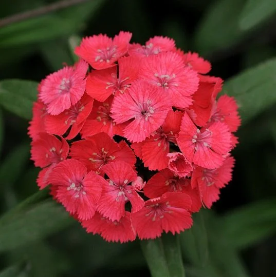 Гвоздика турецкая Свит F1 коралловая 100 семян, Pan American flowers