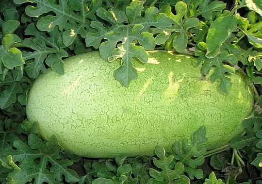 Кавун Чарльстон Грей 500 г середньоранній, Unigen Seeds - Фото 2