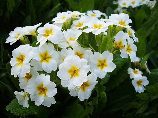 Примула великоквіткова Піонер F1 100 насінин біла, Hem Genetics