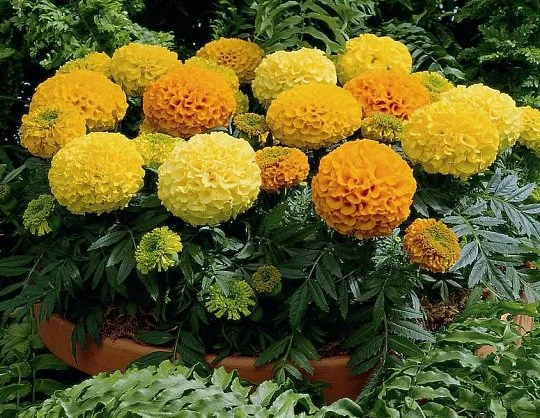Бархатцы прямостоячие Антигуа F1 1000 дражированных семян смесь, Syngenta Flowers