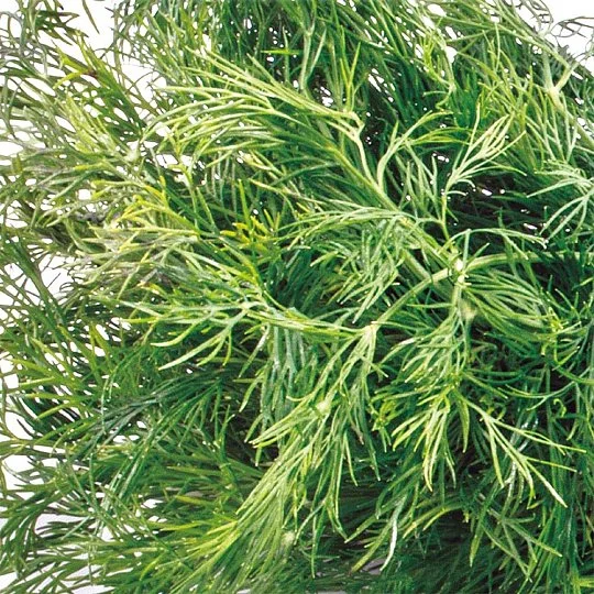 Кріп Симфонія на вагу, Агролінія