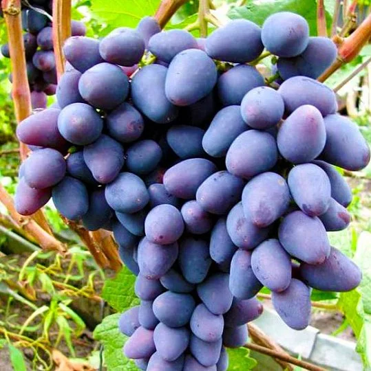 Саджанець винограду Донбас