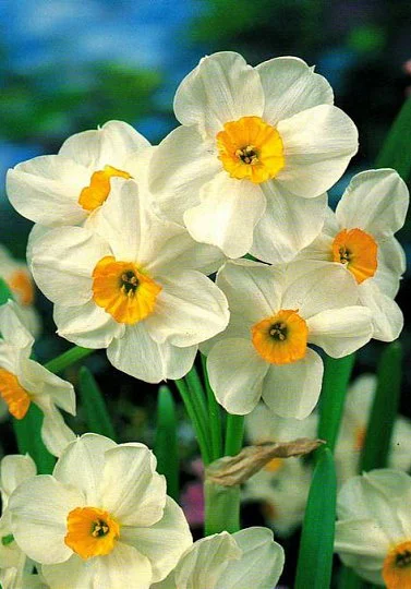 Нарцисс мультицветковый Avalanche (10630)