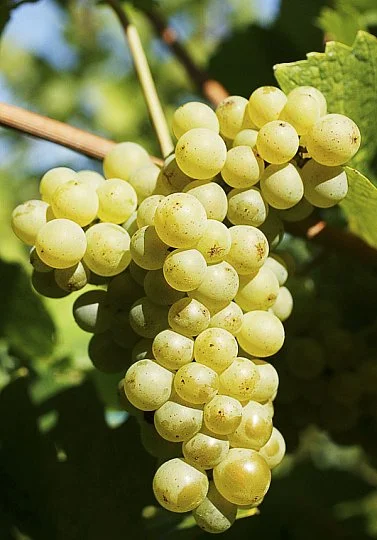 Саджанці винограду Аліготе