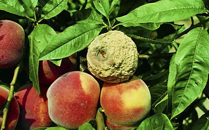 Несколько простых способов, которые помогут избавиться от плодовой гнили.