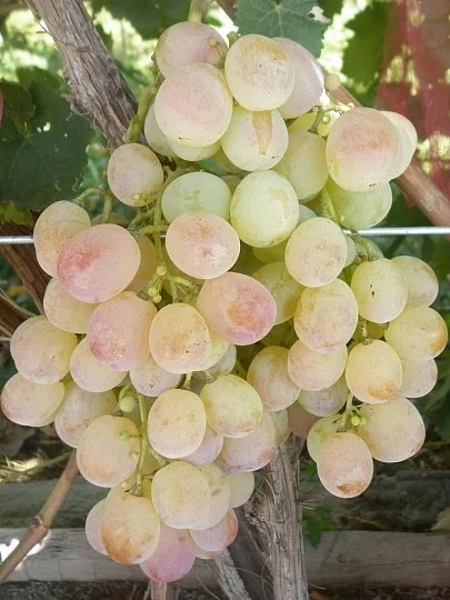 Саженцы винограда Нимранг, Институт Таирово