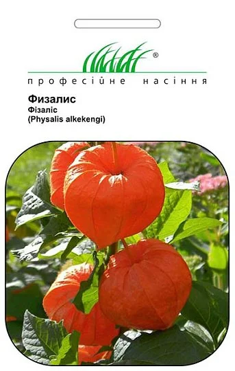 Физалис овощной 0,1 г, Hем Zaden