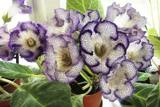 Глоксиния Tigre Blue - Фото 2