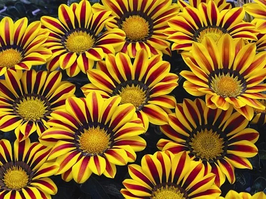 Газания Кисс F1 100 семян жестколистная желто-красный, Syngenta Flowers