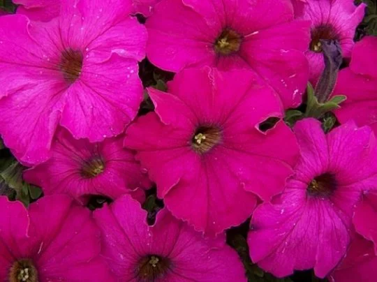 Петуния Дримс F1 1000 дражированных семян неоново-розовая, Pan American flowers