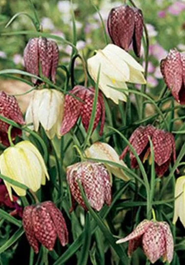 Фритиллярия Meleagris mix (10273) - Фото 3