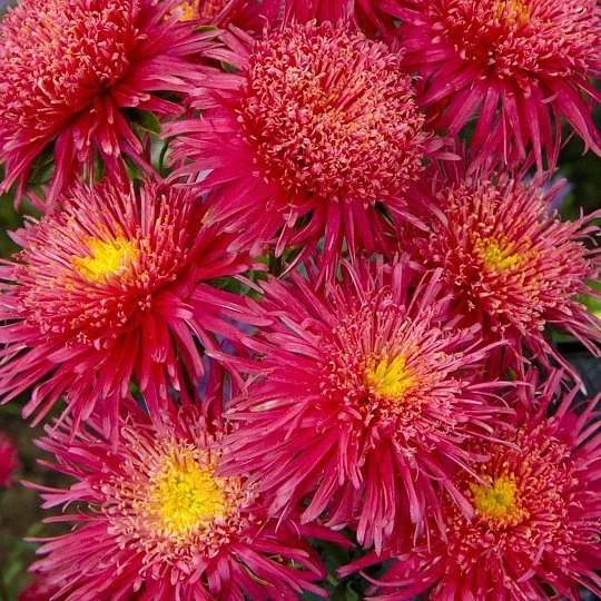 Астра китайська Сі Старлет 20 насіння червона, Satimex