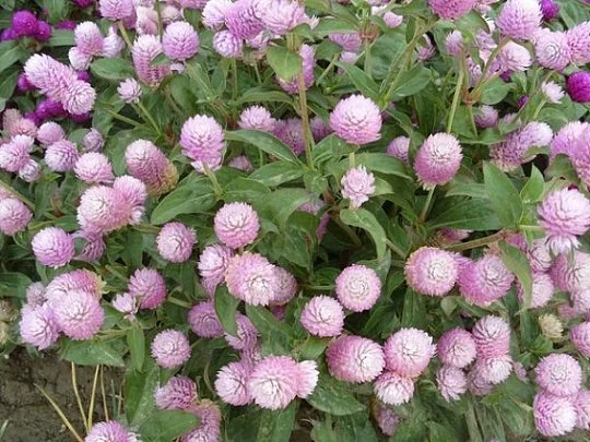Гомфрена Будді Benary flowers (Німеччина)