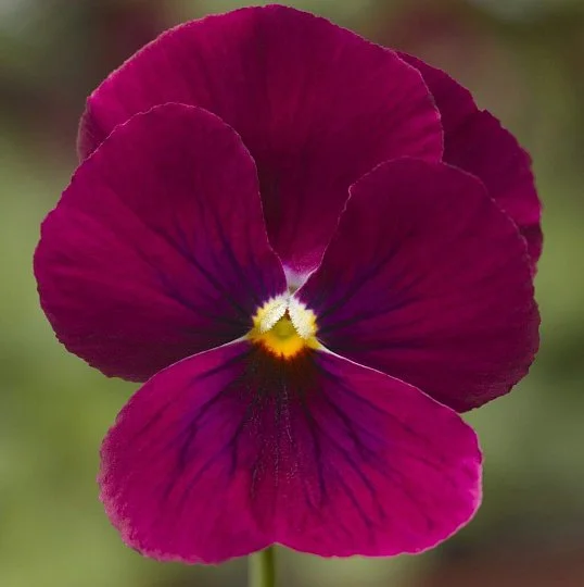 Виола рогатая Пенни F1 100 семян розовая с глазком, Syngenta Flowers