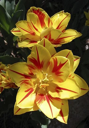 Тюльпан махровый Monsella (10256) - Фото 2