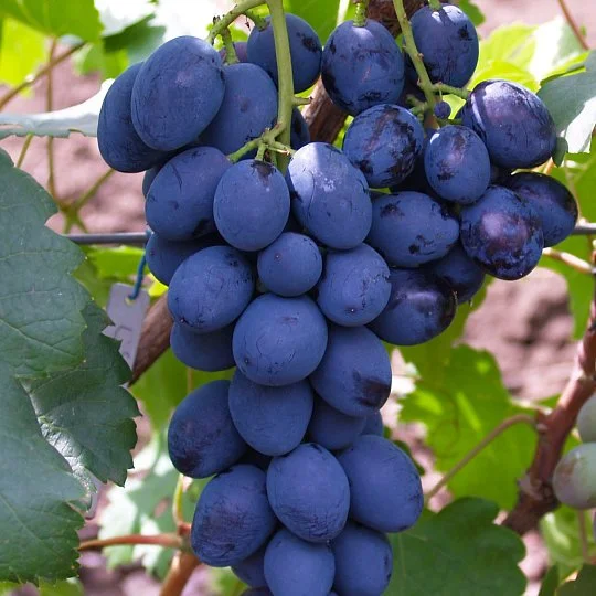 Саженцы винограда Сфинкс