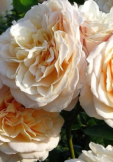 Роза Эскалибур английская густомахровая - Фото 2