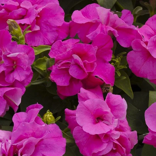 Петуния мультифлора махровая Дуо F1 розовая 200 семян, Pan American flowers