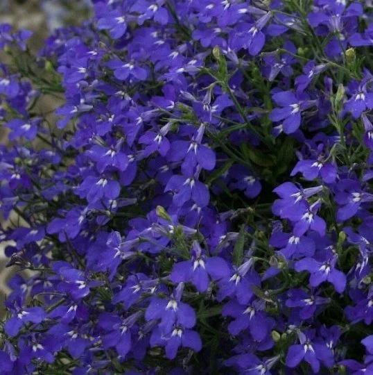 Лобелия Ривьера темно-синяя 200 семян, Pan American flowers