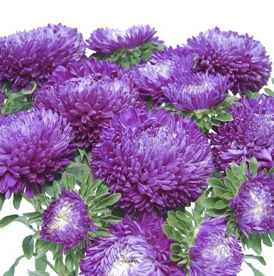 Астра китайська Балун фіолетова 1 г, Satimex - Фото 2