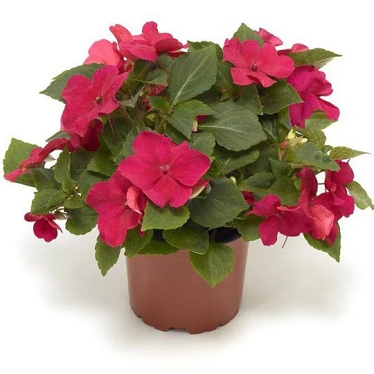 Бальзамин Имара F1 100 семян розовый, Syngenta Flowers