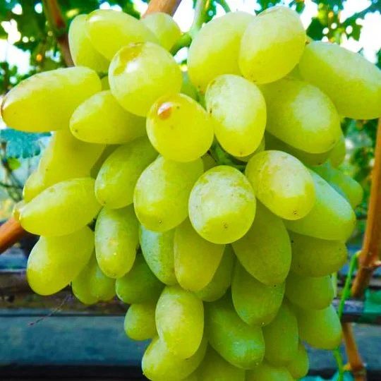 Саджанці винограду Голд Фінгер