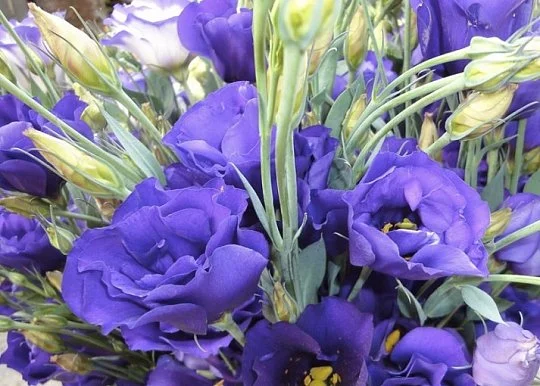Эустома АВС F1 100 семян крупноцветковая махровая синяя, Pan American flowers