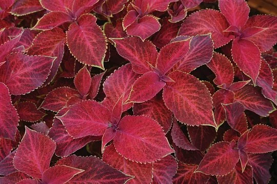 Колеус Блюма Візард 100 насіння червоний, Pan American flowers