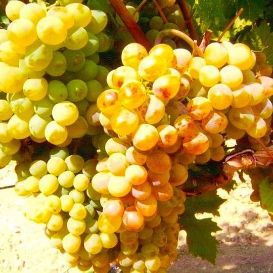 Саженцы винограда Первенец Магарача
