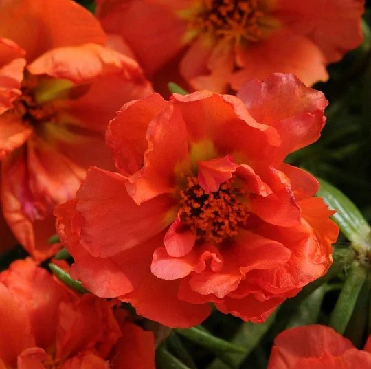 Портулак махровый Хеппи Ауер оранжевый 200 семян, Pan American flowers