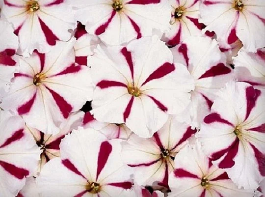 Петуния Селебрети F1 1000 дражированных семян бургундская звезда, Benary flowers