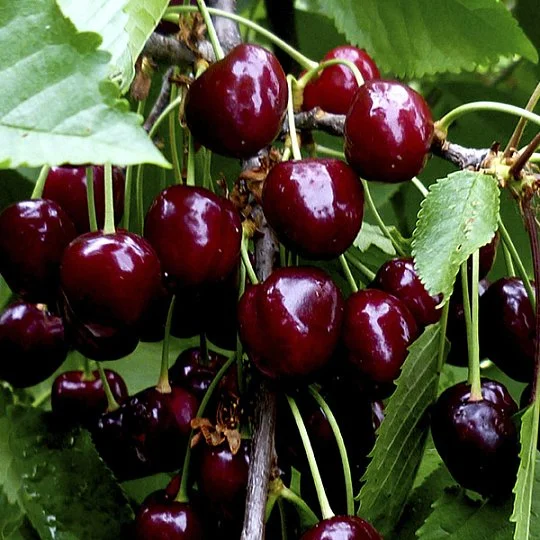 Черешня Леся ранняя