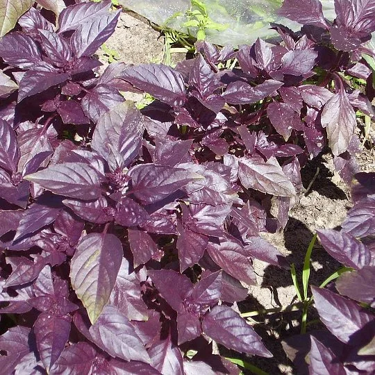 Базилік Темний опал 10 г фіолетовий, Hем Zaden - Фото 2