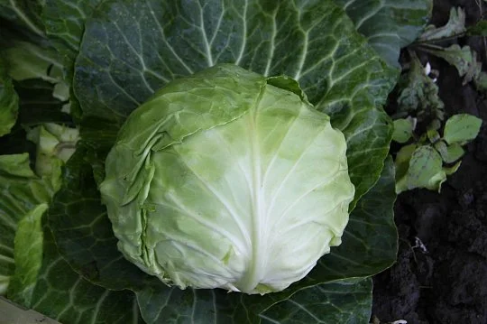 Капуста Кам'яна голова 200 г білокачанна пізня, ТМ Вітас - Фото 2