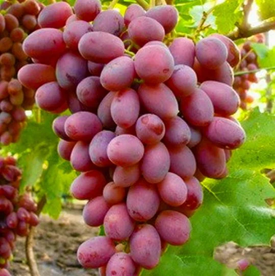 Саженцы винограда Ровена