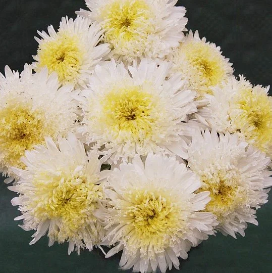 Астра Шанхайская роза 1 г белая, Satimex