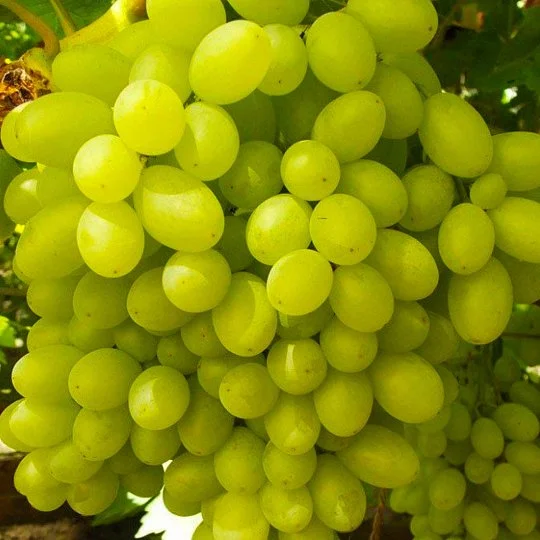 Саджанці винограду Угорський 342 кишміш